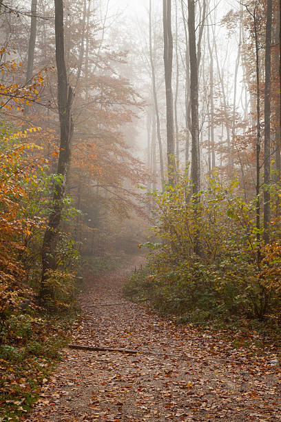 istock Germany, Berchtesgadener Land, autumn forest, fog 487469102
