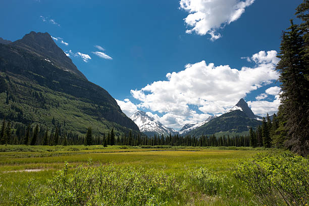 Field in Glacier National Park Montana stock photo