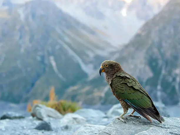 Kea - New Zealand Bird