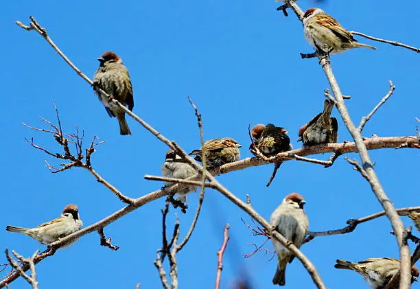 Gray sparrow is most often meeting bird in steppe Altaya