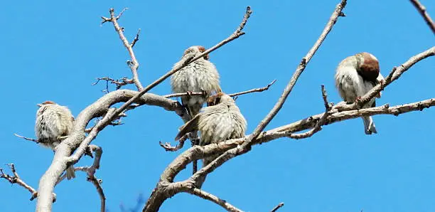 Gray sparrow is most often meeting bird in steppe Altaya