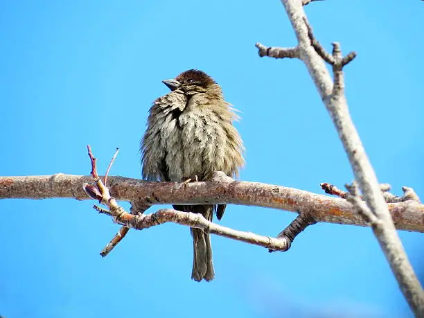 Gray sparrow is most often meeting bird in steppe Altaya