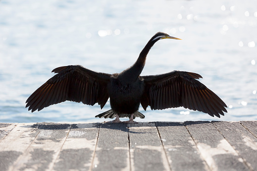 Cormorant drying the wings in sunlight on jetty after feed in Pacific ocean, Australia, full frame horizontal composition with copy space