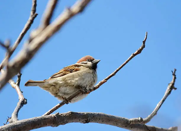 Gray sparrow is most often meeting bird in steppe Altaya