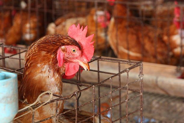 istock Chicken on traditional poultry farm 487469903
