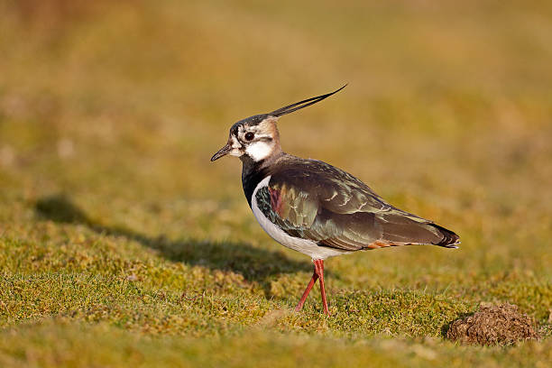 istock Northern lapwing, Vanellus vanelluss 487469959