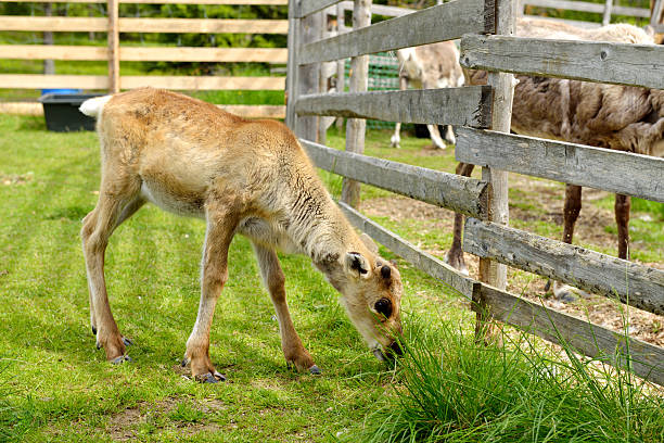 istock Reindeer Farm in northern Finland 487470188