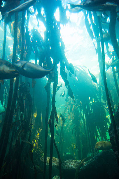 istock Fish swimming in a green water 487470396