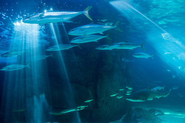 istock Fish swimming with shark in darkest water 487470436