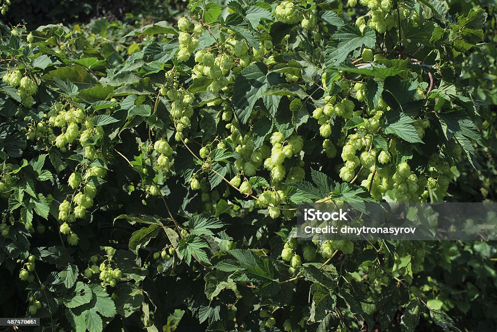 Semillas de cerveza - Foto de stock de Agricultura libre de derechos