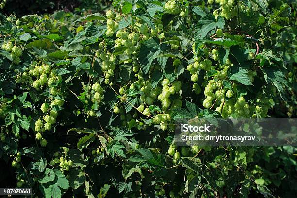 Semillas De Cerveza Foto de stock y más banco de imágenes de Agricultura - Agricultura, Alimento, Bebida