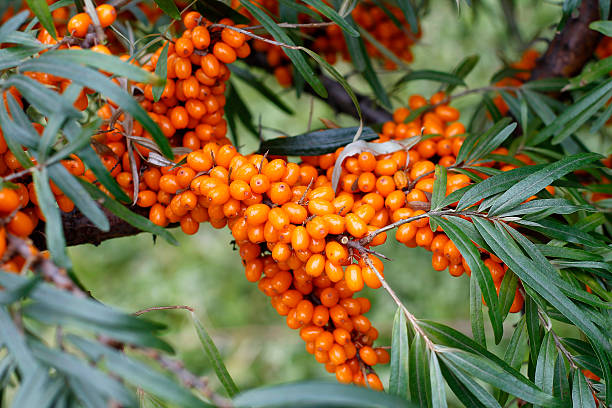 branch of sea buckthorn berries stock photo