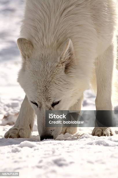 Arctic Wolf In Winter Stock Photo - Download Image Now - Animal, Animal Wildlife, Animals Hunting