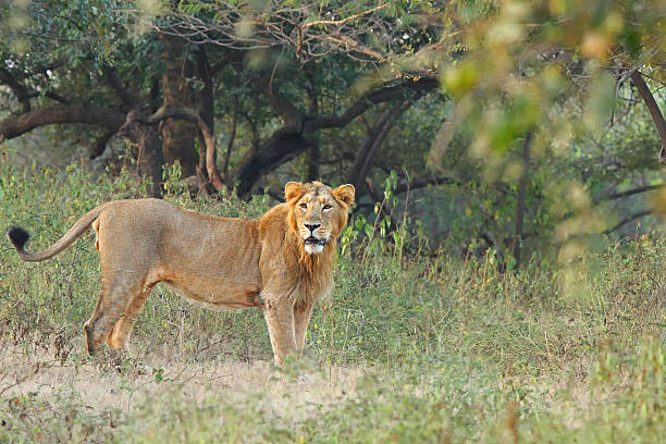 Asiatic Lion Asiatic Lion at Gir National Park, India gir forest national park stock pictures, royalty-free photos & images