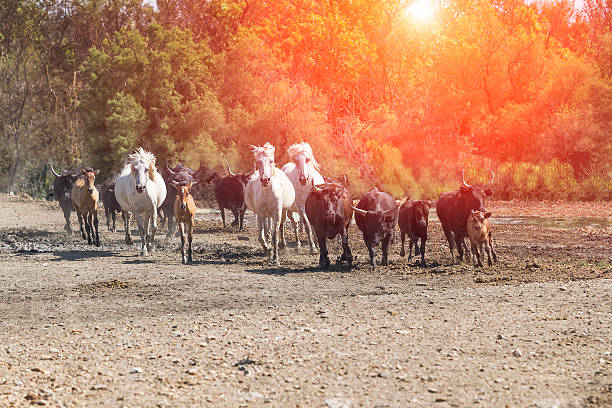 galloping blanc chevaux et de taureaux - western culture flash photos et images de collection