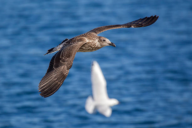 Sea Bird Shearwater, a type of sea bird flying arctic loon stock pictures, royalty-free photos & images