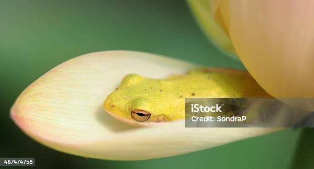 Cute Frog On Lotus Petal Stock Photo - Download Image Now - Frog, 2015, Amphibian