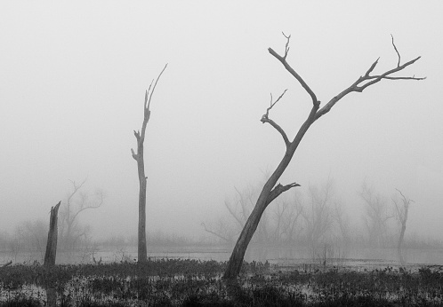 Three dead trees in foggy marsh.  Minimalist composition. Black and white. Gloomy, dreary, foreboding