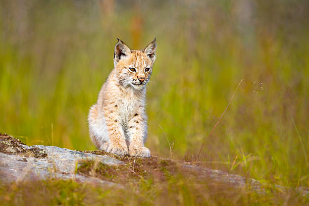 istock Cute lynx cub sits in meadow 487475382