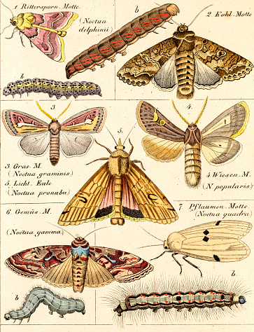 . A photo of an original hand-colored engraving from the Naturgeschichte für alle Stände (Natural History for all Social Ranks), first published in 1833 by Lorenz Oken