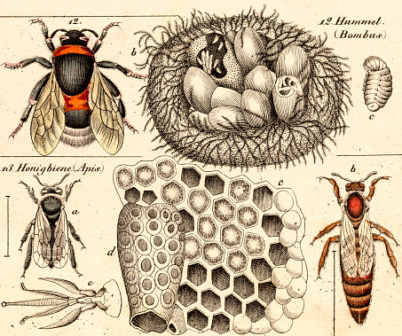 bumble bees. A photo of an original hand-colored engraving from the Naturgeschichte für alle Stände (Natural History for all Social Ranks), first published in 1833 by Lorenz Oken