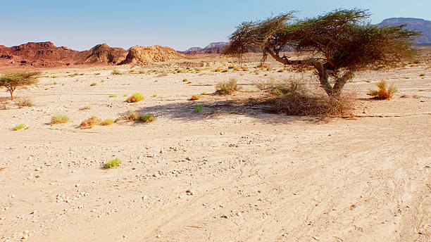 istock Lonely tree in the desert. Landscape 487475812