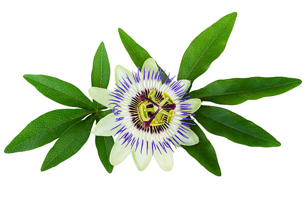 istock Passion Flower Passiflora isolated clipping path included 487475954