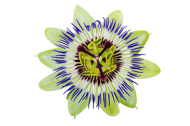istock Passion Flower Passiflora isolated clipping path included 487475956
