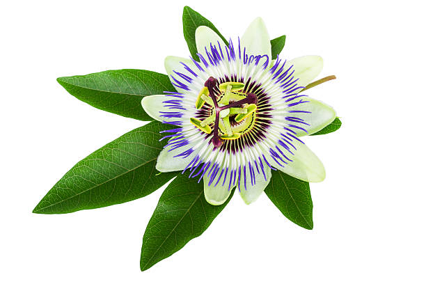 passionsblume (passiflora), isoliert auf weiss - sepal stock-fotos und bilder