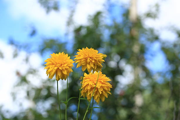istock garden flowers yellow asters 487476078