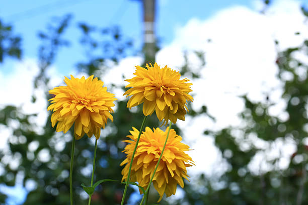 istock garden flowers yellow asters 487476082