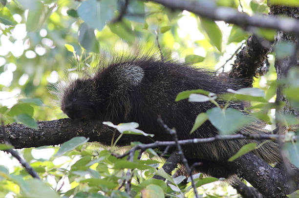 istock North American Porcupine - Erethizon dorsatum 487476200