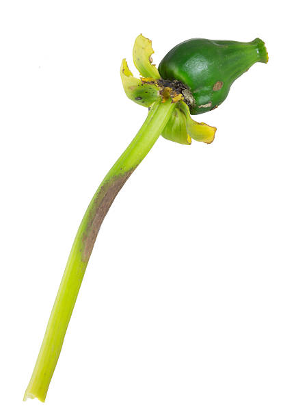 istock Overblown yellow water-lily, Nuphar lutea isolated on white background 487476758