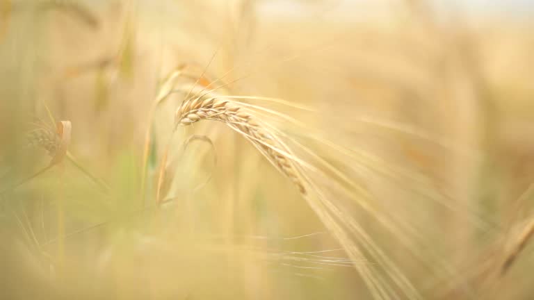 Rye field.