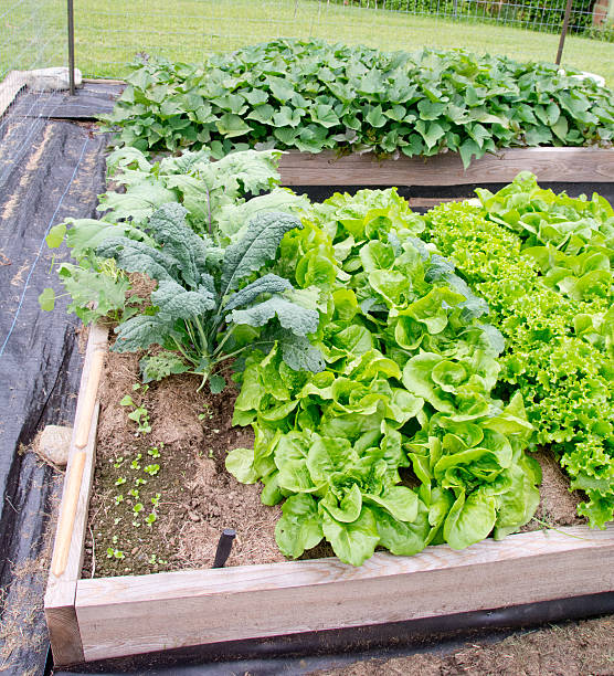 istock Raised beds with lettuce and sweet potatoes 487479308