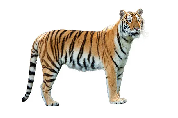 Photo of Tiger