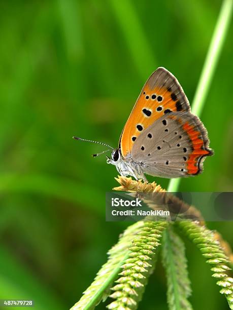 Dew Drop Butterfly On The Grass 2 Stock Photo - Download Image Now - 2015, Agricultural Field, Animal Wildlife