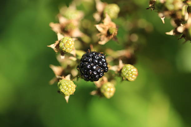 istock wild dewberry berry in the garden 487480048