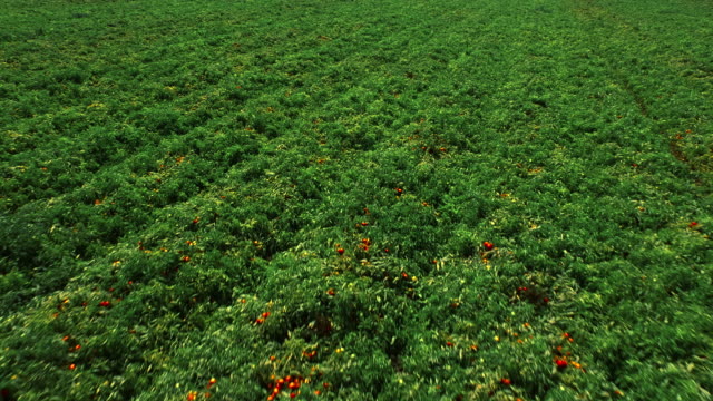 Field of tomato bushes. Aerial view. Agricultural background