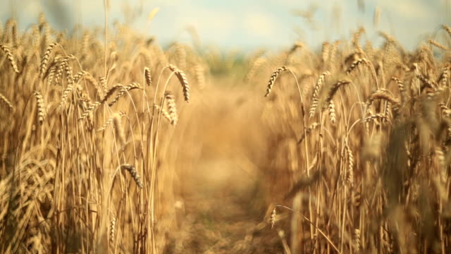 Rye field.