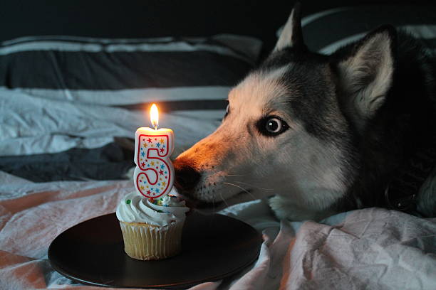 buon compleanno cane! - fifth birthday foto e immagini stock