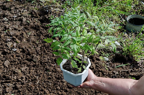 руки, держа деревьев в кастрюлю. - tomato human hand biologic field стоковые фото и изображения