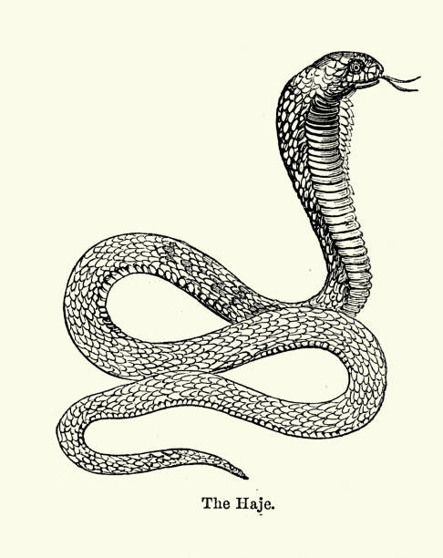 Vintage engraving of a Egyptian cobra (Haje) snake. 19th Century