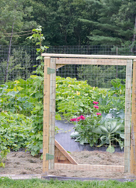 istock Garden fence with flowers 487481282