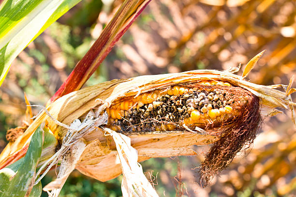 Corn Vaught 920+ Corn Rot Stock Photos, Pictures & Royalty-Free Images - iStock