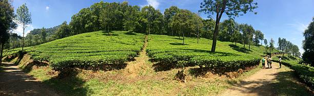 istock Tea field Indonesia panorama 487481522