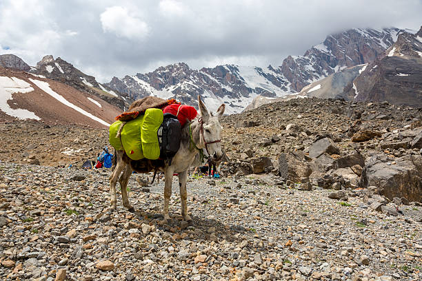 âne cargo sur les montagnes - tête dun animal photos et images de collection