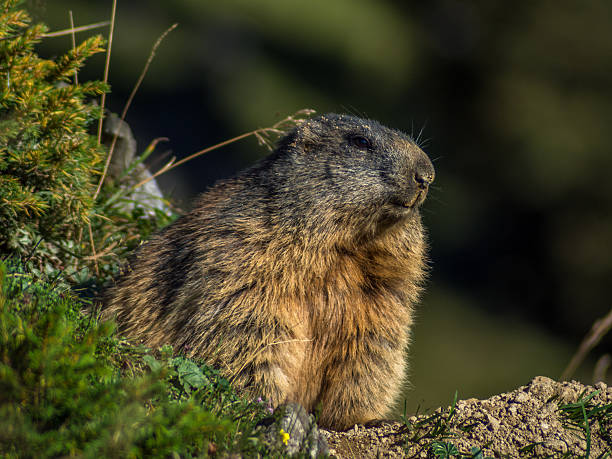 istock Curious marmot looking out on the Alps - 4 487482270