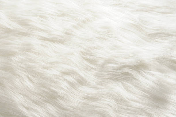 sfondo texture di pelliccia bianca - fabric swatch immagine foto e immagini stock