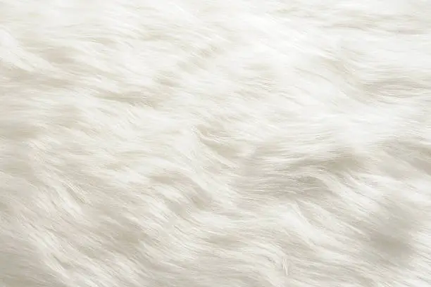 Close-up of white fur texture background.